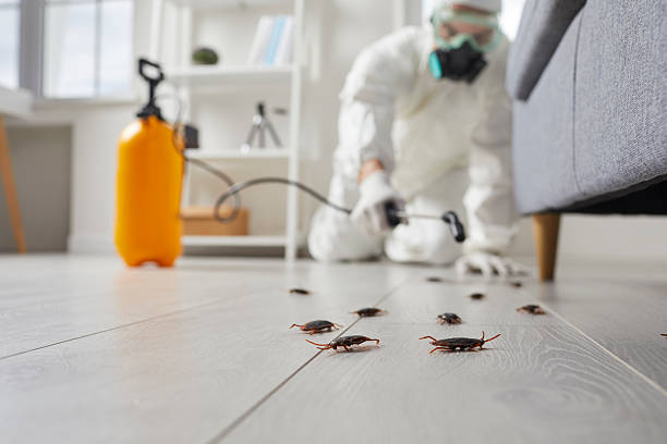 Commercial Rodent Management in Central City